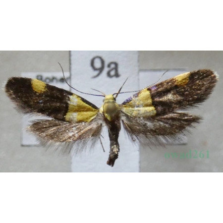 Oecophora bractella (Linnaeus, 1758) Czech9a